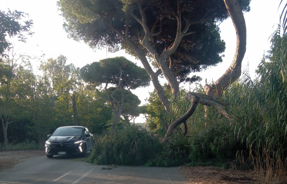 Fiumicino – Albero crollato su Viale Maria tra Passoscuro e Maccarese