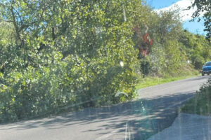 Nepi – Albero sulla Nepesina cade su un’auto: tanta paura per una 70enne e i suoi nipoti all’interno