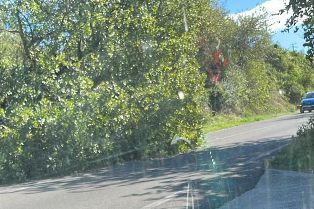 Nepi – Albero sulla Nepesina cade su un’auto: tanta paura per una 70enne e i suoi nipoti all’interno