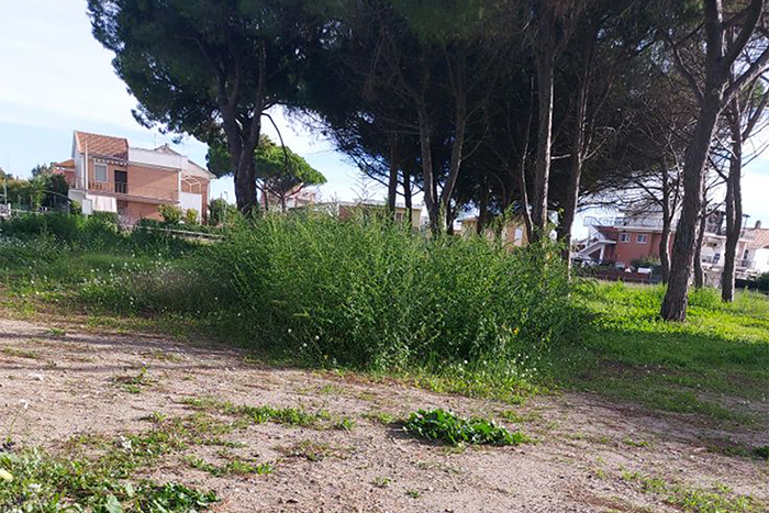 Tarquinia – Sposetti vara la nuova frontiera del degrado sostenibile: pinete “al naturale” abbandonate e nel degrado
