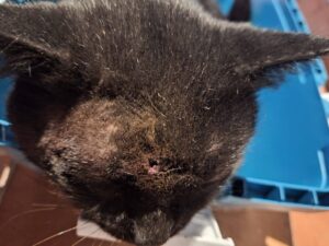Montefiascone – Sparano in testa a un gatto e lo uccidono: “Gesto di inciviltà e criminalità verso gli animali” (FOTO)