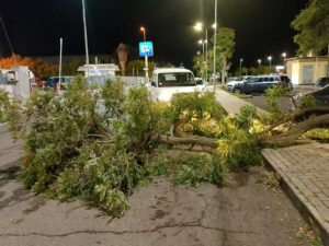 Forte vento a Tarquinia, alberi e rami caduti sulle strade (FOTO)