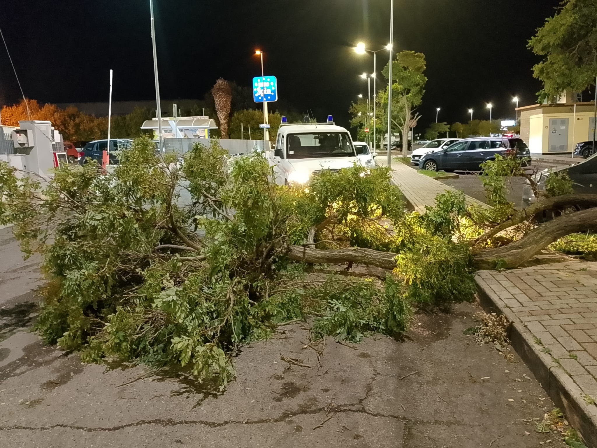 Forte vento a Tarquinia, alberi e rami caduti sulle strade (FOTO)