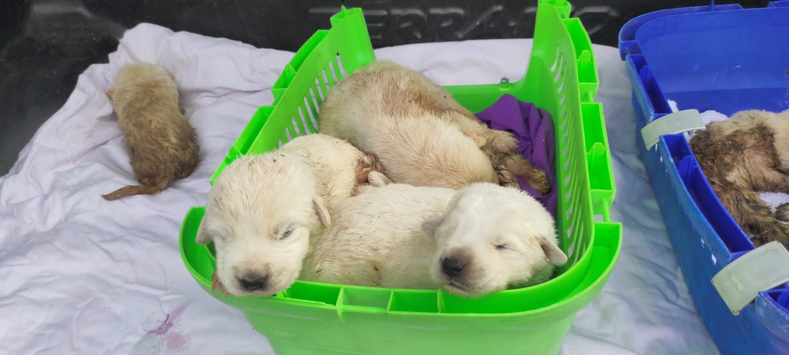 Cerveteri – Dieci cuccioli abbandonati tra i rifiuti, uno non ce l’ha fatta (FOTO)