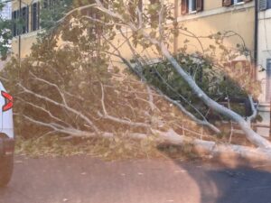 Roma – Grosso albero cade sulla corsia di marcia del Lungotevere Gianicolense, nessun ferito