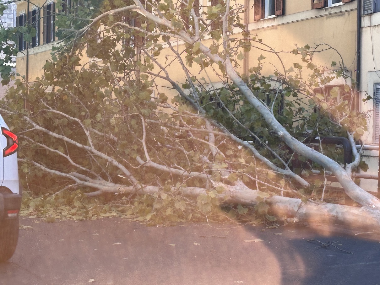 Roma – Grosso albero cade sulla corsia di marcia del Lungotevere Gianicolense, nessun ferito