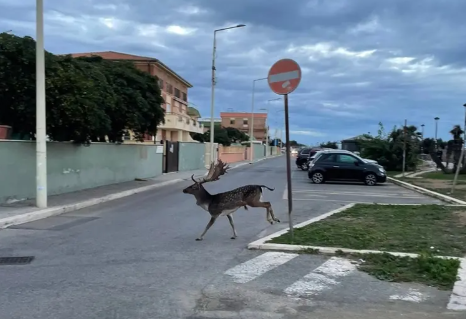 Ladispoli – Dopo il coccodrillo ora un daino in città: passanti di stucco (FOTO)