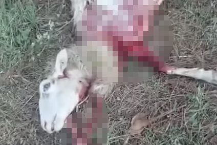 Tarquinia – Allarme lupi a San Giorgio: “Entrano nei giardini e sventrano gli animali”