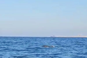 Civitavecchia – Delfini nella baia: avvistati madre e cucciolo tra la Lega Navale e la Marina (VIDEO)
