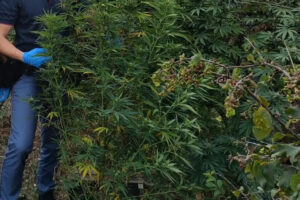 Ladispoli – Piantagione da 19 chili di marijuana a Torre Flavia, arrestato 40enne della zona