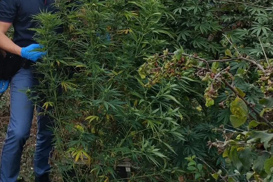 Ladispoli – Piantagione da 19 chili di marijuana a Torre Flavia, arrestato 40enne della zona