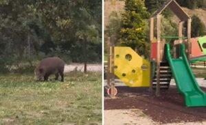 Roma – Enorme cinghiale invade il parco dell’Eur, bambini e famiglie costrette ad andarsene (VIDEO)
