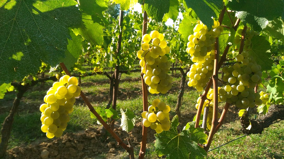 Al Cesanese di Olevano Dop riconosciuto il Consorzio di tutela