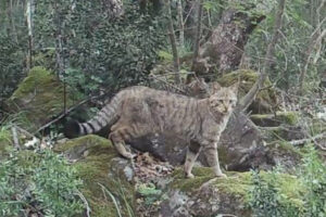 L’affascinante gatto selvatico fotografato alla Selva del Lamone