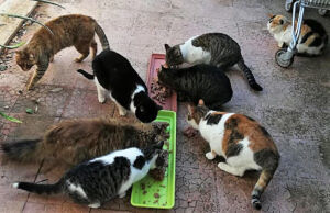 Civitavecchia – Colonie feline in stato di abbandono: “Siamo di fronte ad un’emergenza sanitaria”