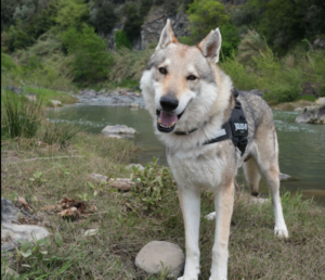 Viterbo – Avvelenato due volte il cane di una famiglia al Murialdo: “Abbiamo paura, fate attenzione ai vostri animali”