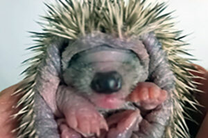 Caprarola – Piccolo riccio perde la mamma: pesa solo 66 grammi ed è stato preso in cura al CRAS Monti Cimini (FOTO)