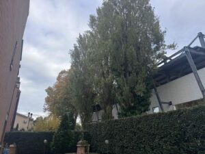 Viterbo – Santa Barbara, fronde troppo vicine alle case: i residenti denunciano e Ciambella interroga il Comune