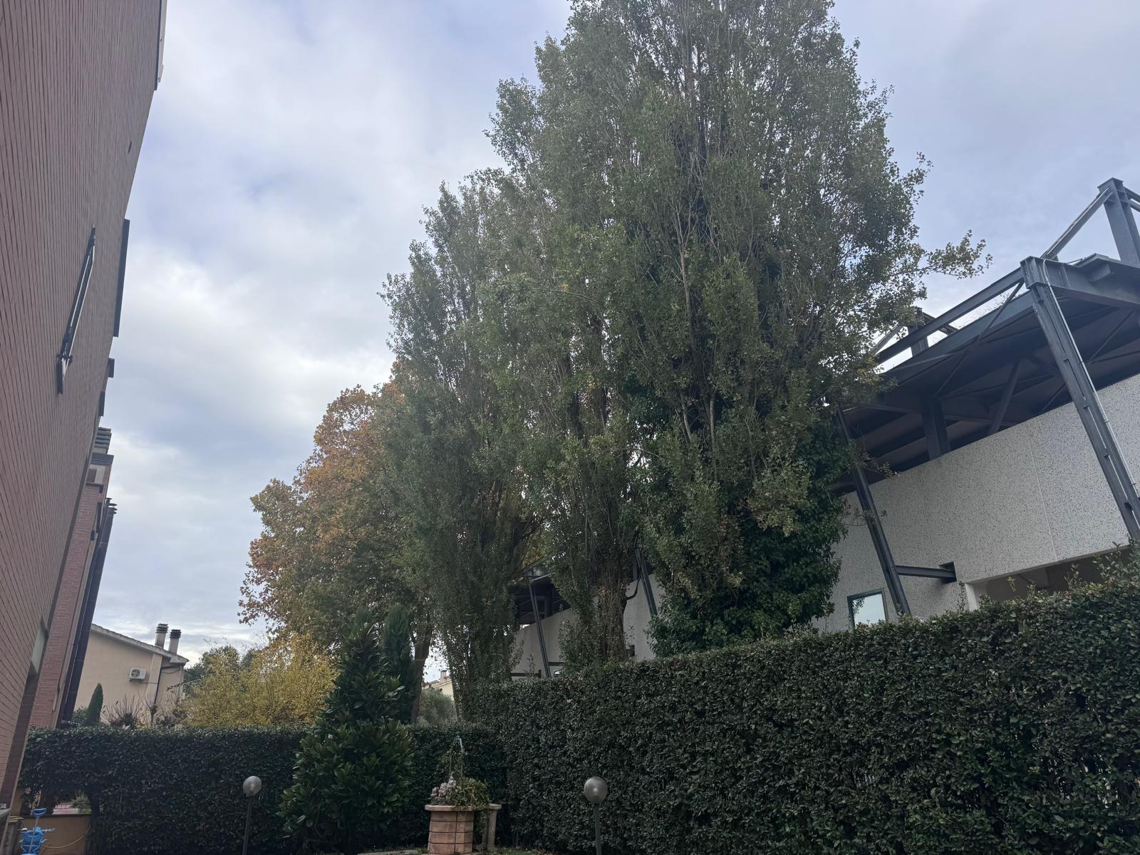 Viterbo – Santa Barbara, fronde troppo vicine alle case: i residenti denunciano e Ciambella interroga il Comune