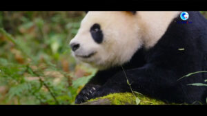 Cina, il parco nazionale del Panda Gigante santuario della biodiversità