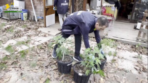 Coltivavano marijuana in casa e in giardino, due arresti nel Perugino