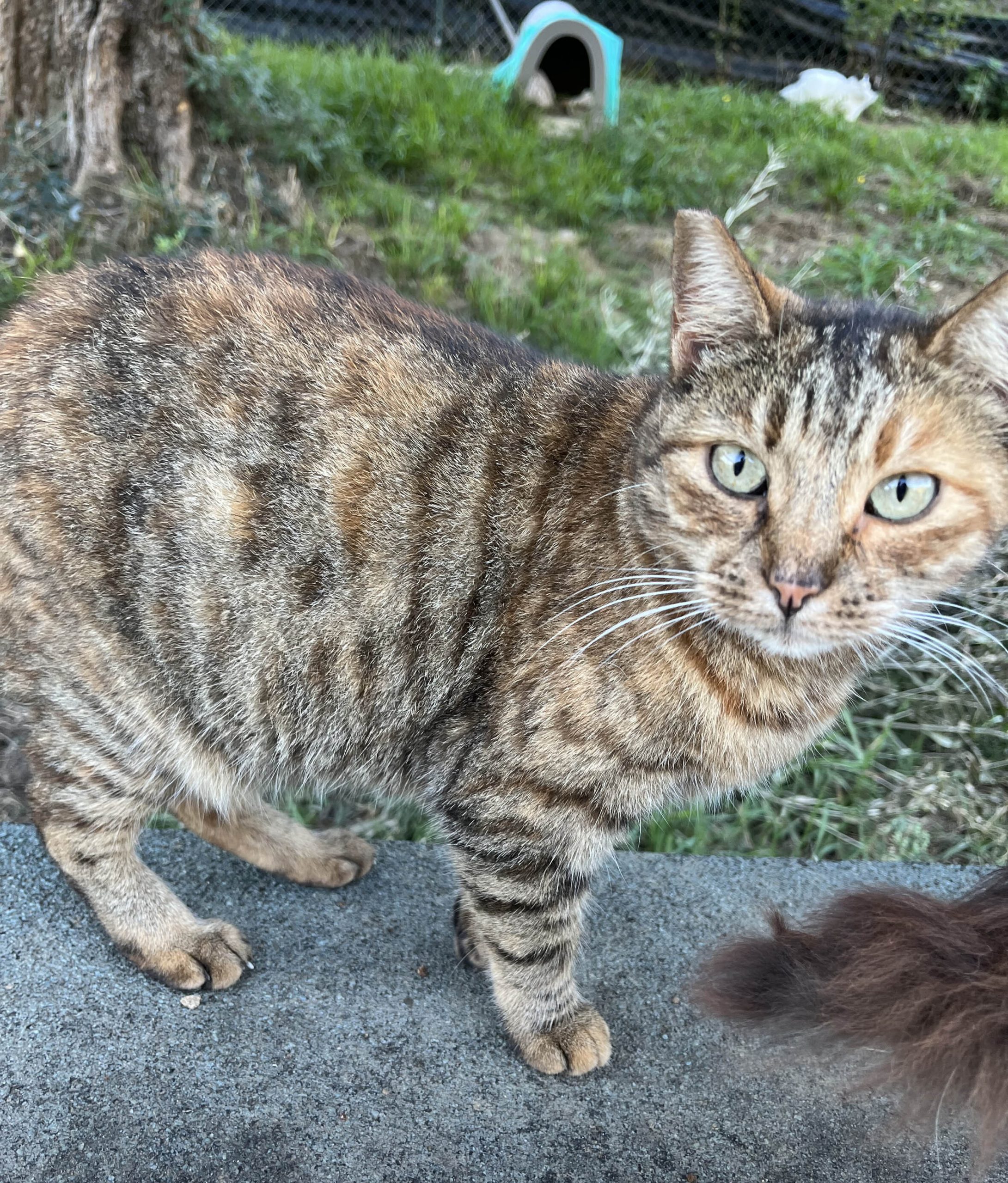 La gatta Carmelina, vittima dell’accumulatrice seriale di Velletri, mascotte del SuperCat Show 2025