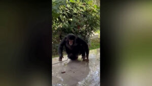 Deteneva illegalmente uno scimpanzé in casa nel Siracusano, denunciato