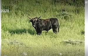 Santa Marinella – Straffi: “Salviamo i nostri bovini, minacciati da chi vuole massacrarli”