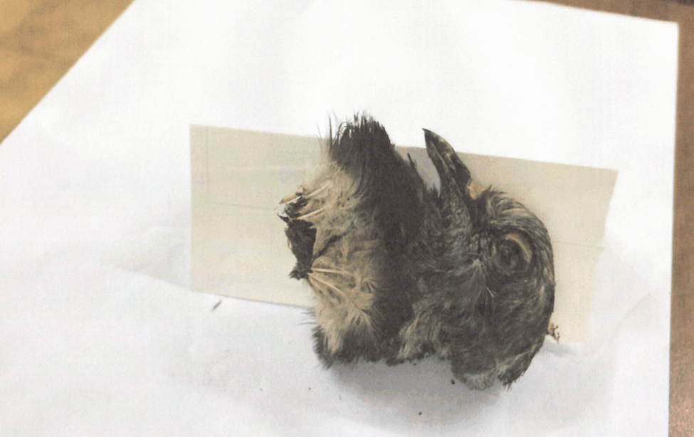 Montalto di Castro – Minacce di morte alla sindaca Socciarelli tra lettere anonime, teste di animali e intimidazioni