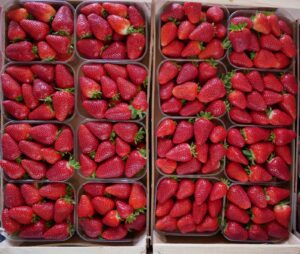 Riconoscimento IGP per la Fragola della Basilicata, Lollobrigida: “Un altro passo che valorizza il lavoro dei nostri produttori”