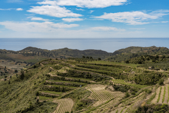 Vino: la Calabria si racconta a Roma, un anno di successi e un 2026 di nuova promozione