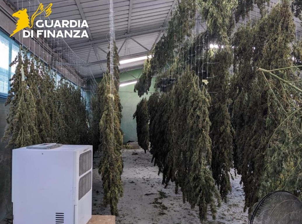 Viterbo – Scoperta piantagione illegale di marijuana: due denunciati, sequestrati 6.000 metri quadri di terreno