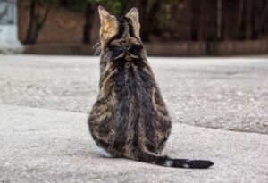 Vignanello – Ancora violenza sugli animali, gattina uccisa a sassate. Enpa: “Possibile che nessuno ha visto niente?”