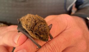 Lago di Nemi – Chiuso l’emissario per proteggere i pipistrelli in letargo