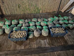 Ladispoli – Sequestrati 385 chilogrammi di telline e cannolicchi non tracciati (FOTO)