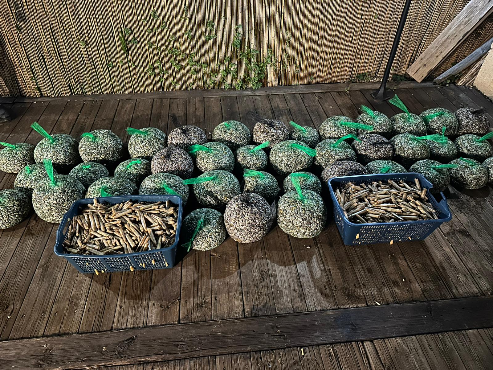 Ladispoli – Sequestrati 385 chilogrammi di telline e cannolicchi non tracciati (FOTO)