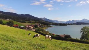 Pascoli, la FAO lancia l’anno dedicato ai custodi della terra