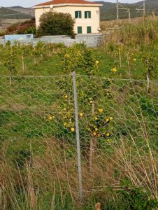 Santa Marinella – Sos limonaia, Tidei scrive alla Commissaria: “Finanziamento c’è, serve intervenire”