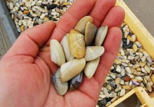 Salmonella nelle telline di Maccarese: disposto il divieto di raccolta e commercializzazione