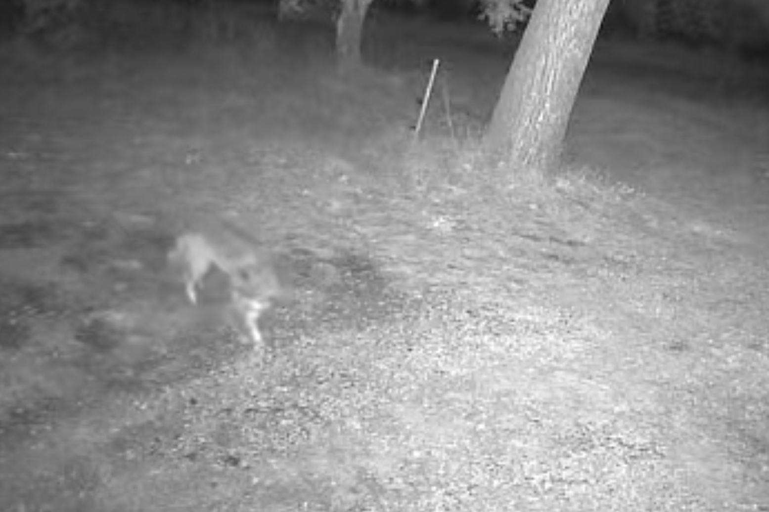 Tuscania – Allarme lupi, avvistamenti alle porte del paese