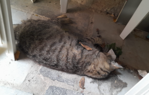 Viterbo – Gatti avvelenati a Sant’Angelo di Roccalvecce, indagini in corso