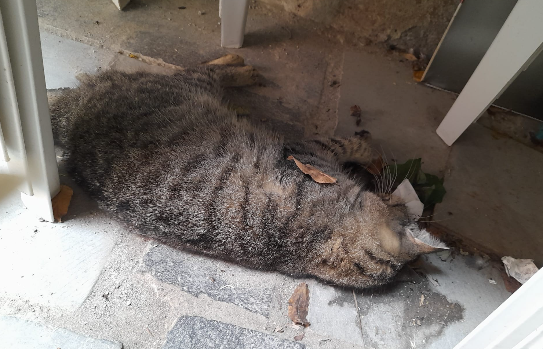 Viterbo – Gatti avvelenati a Sant’Angelo di Roccalvecce, indagini in corso