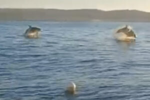 Civitavecchia – La spettacolare danza sincronizzata dei delfini (VIDEO)