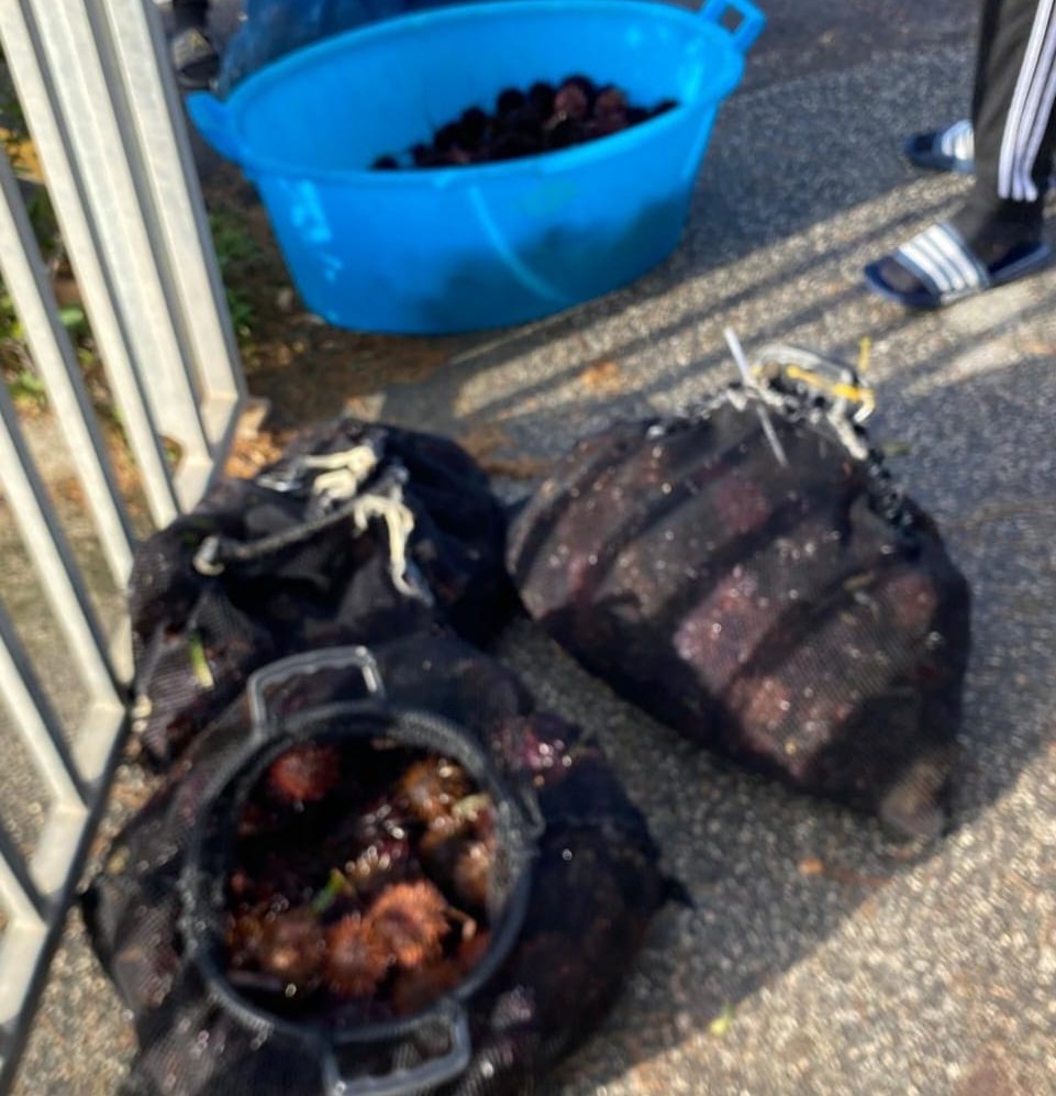 Santa Marinella – Sequestrati oltre 2.000 ricci di mare pescati illegalmente