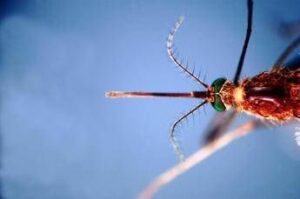 Infettivologi, ‘con cambio clima virus tropicali endemici’