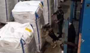 Civitavecchia – Maxi sequestro di cocaina al porto: operazione congiunta di Polizia, Guardia di Finanza e Dogane