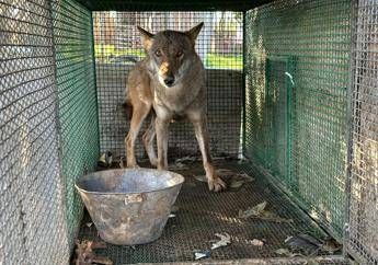 Traffico di droga a Foggia, trovato anche un lupo chiuso in gabbia -Video