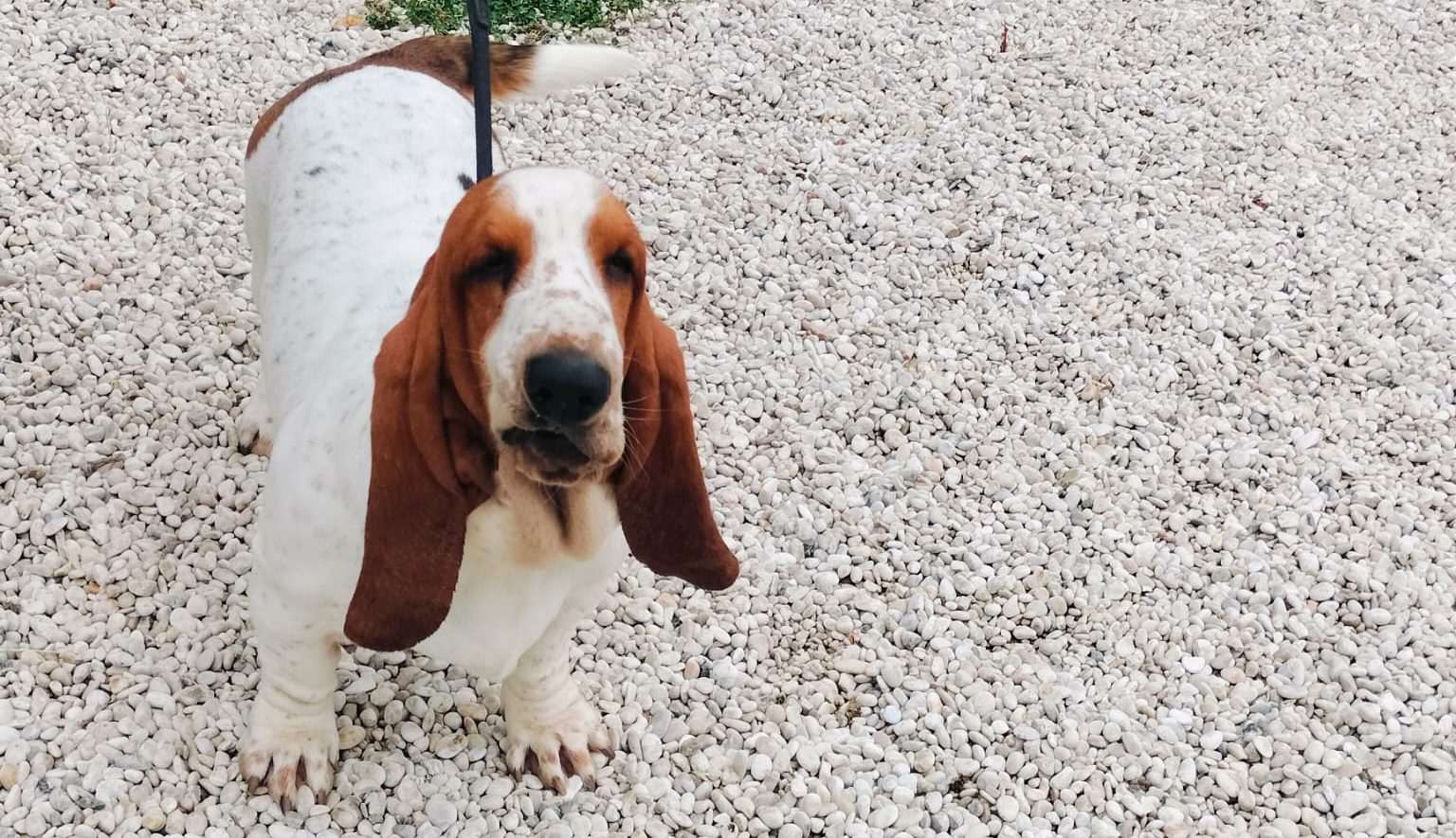 Tarquinia – Presto una zona di addestramento per cani da seguita