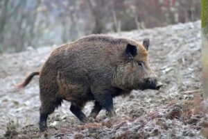 Tuscania – Cacciatore gravemente ferito da un cinghiale, atterra l’elisoccorso