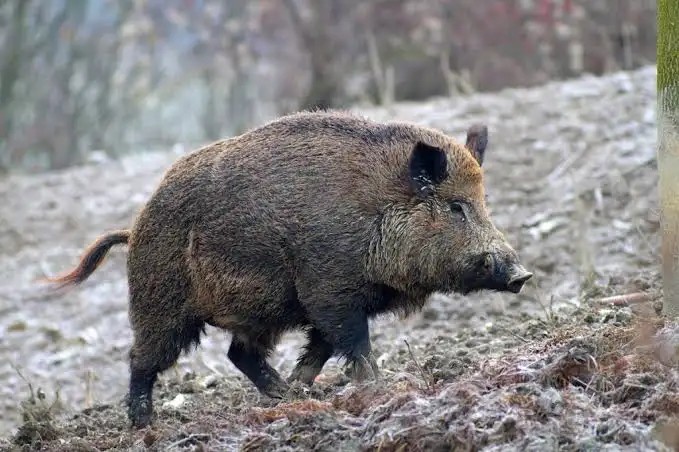 Tuscania – Cacciatore gravemente ferito da un cinghiale, atterra l’elisoccorso